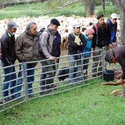 formation pasto