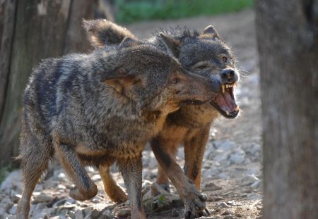 loups ibériques