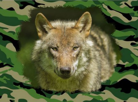 loup morgane camouflage