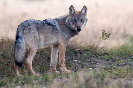 loup allemagne-juergen-borris2