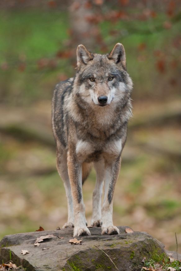 Retour du loup : Les éleveurs doivent s'adapter à cette chance