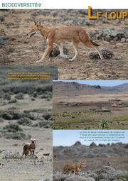 loup-ethiopie-gazette