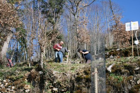 Les arbres sont plantés sur différentes terrasses-matraire (Copier)