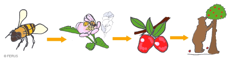 chaine alimentaire de l'abeille à l'ours