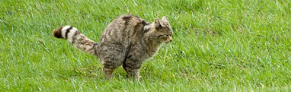 chat forestier