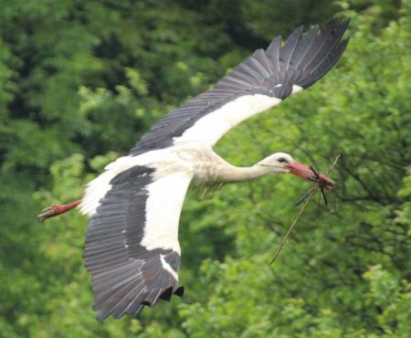 cigogne