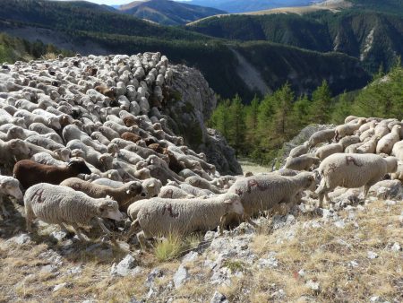 moutons françois magne
