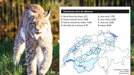 lynx-valais-suisse-densité