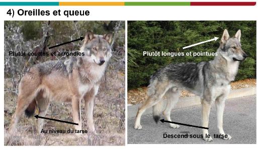 chien loup 4