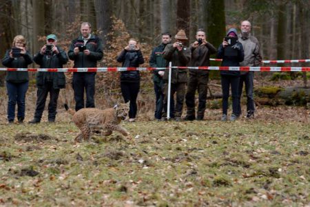 lynx arcos suisse relâcher