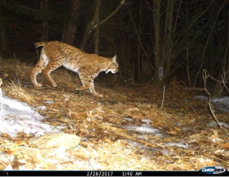 lynx cyril slovaquie