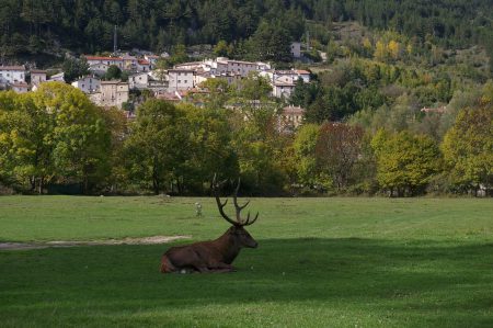 loups abruzzes