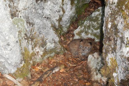 lynx balkans maya Panajot Chorovski 2