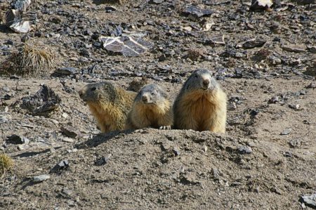 marmottes2