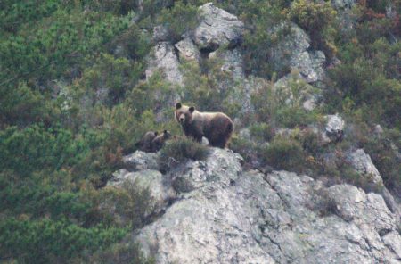 ours asturies