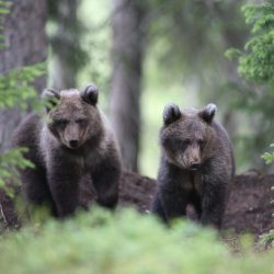 La Suède remonte le plafond des prélèvements d'ours - Le chasseur français