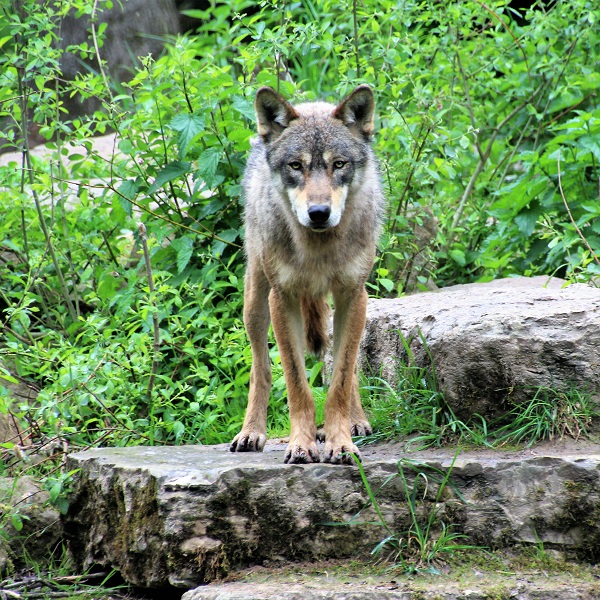 Bilan Génétique Des Loups 2008 2018 Ferus