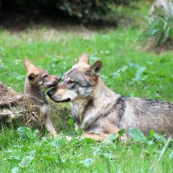 Le loup, ce mal-aimé qui nous ressemble de Pierre Jouventin - Grand Format  - Livre - Decitre