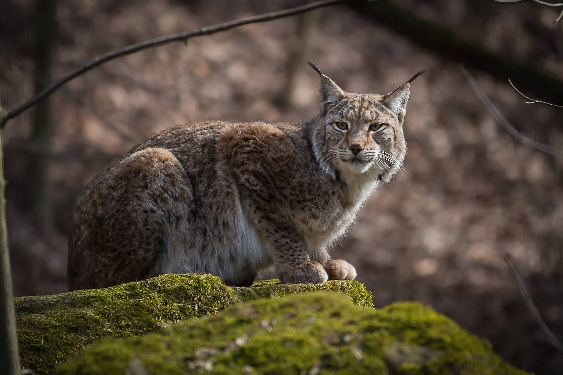 Le Lynx boréal (Les Sentiers du Naturaliste) (French Edition