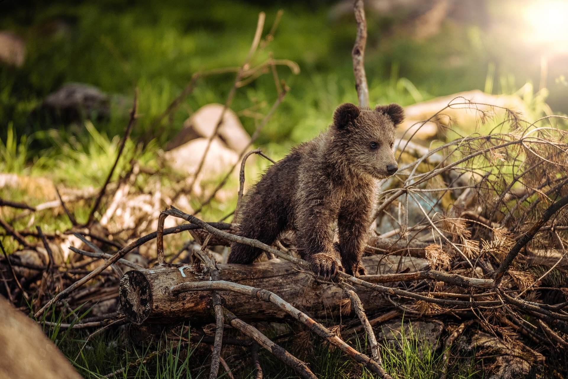 Définition  Ours brun européen - Ursus arctos arctos