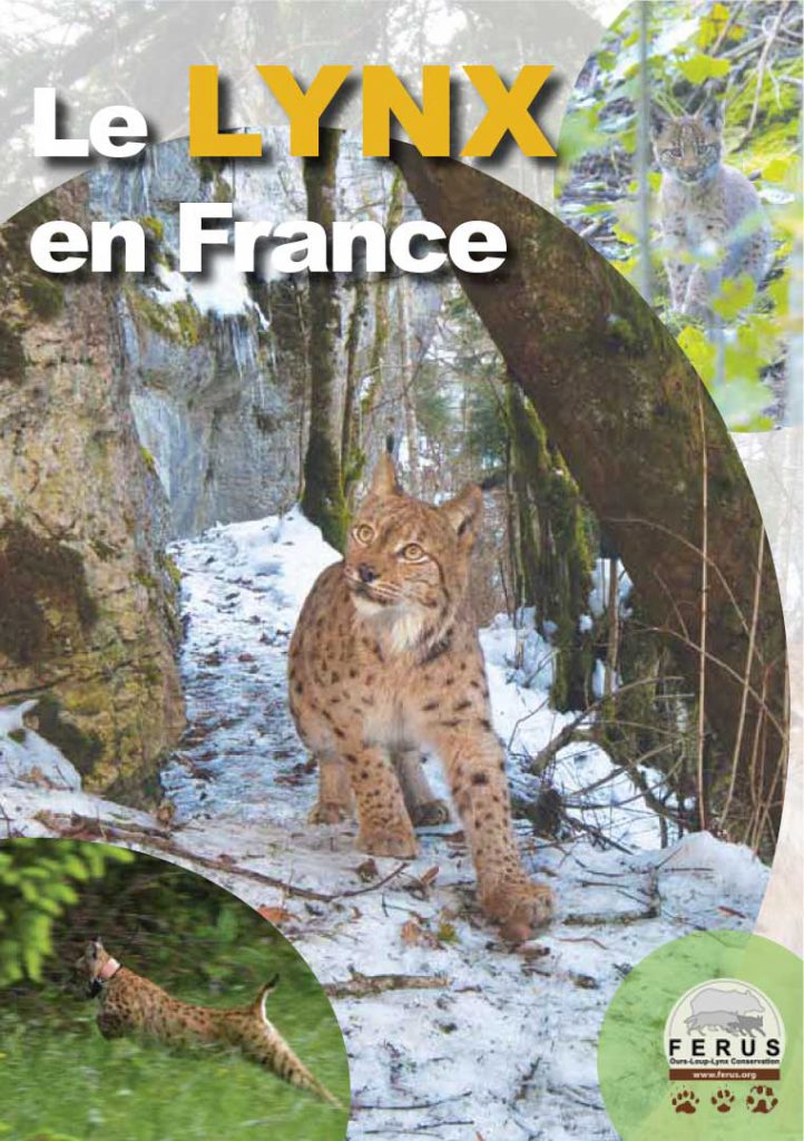 Lynx : le point sur la situation en France et en EuropeEspèces