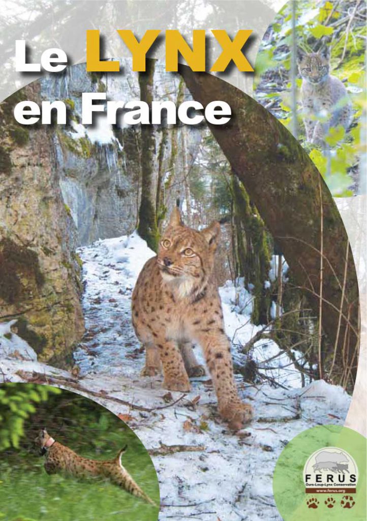 Le lynx est de retour dans la Nièvre - Glux-en-Glenne (58370)