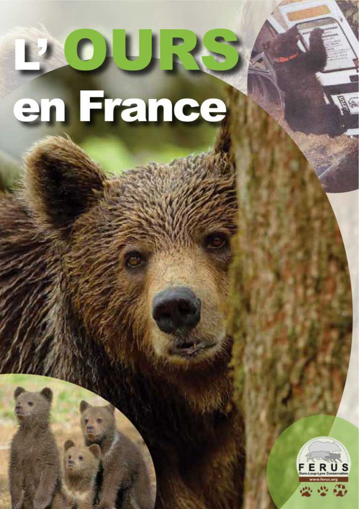 L'ours