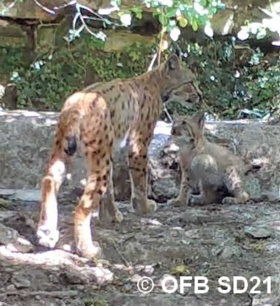 Premières images de reproduction du lynx en Côte-d’Or ©OFB21