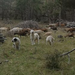 Le loup, ce mal-aimé qui nous ressemble de Pierre Jouventin - Grand Format  - Livre - Decitre