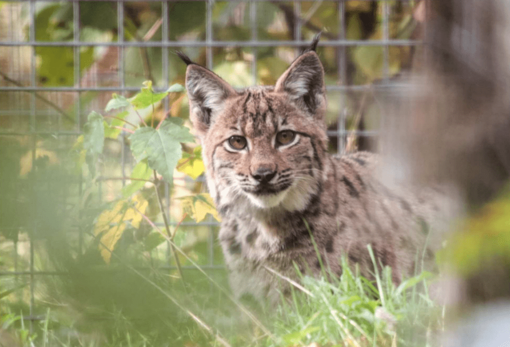 © SOS Faucon Pèlerin Lynx – Johan Chervaux – Gorna – PRA Lynx Vosges
