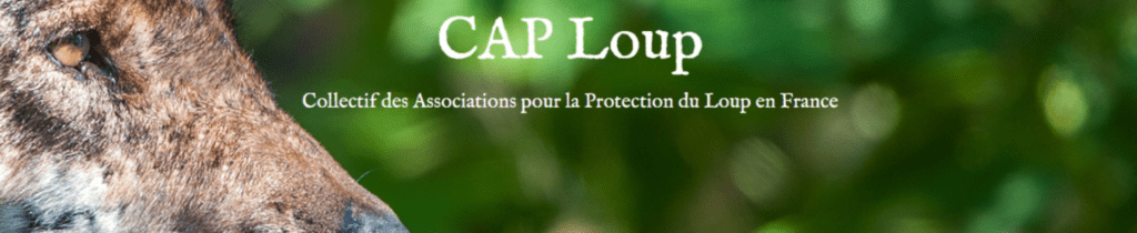 CAP LOUP BANNIERE